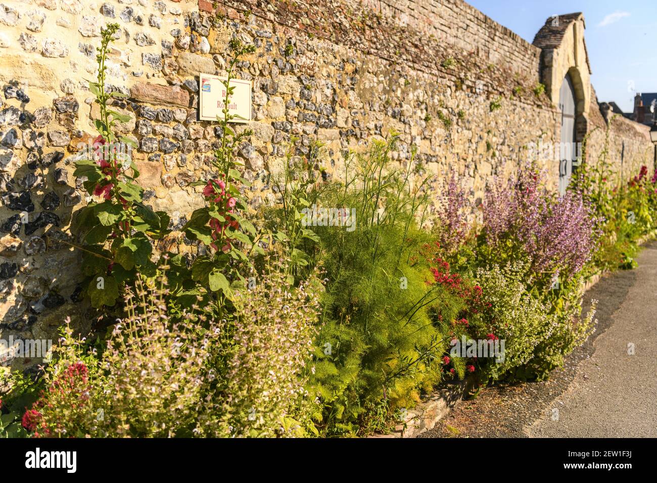 Frankreich, Somme, Baie de Somme, Saint Valery sur Somme, die Straßen der mittelalterlichen Stadt gesäumt mit hohlyhocks im Frühjahr Stockfoto