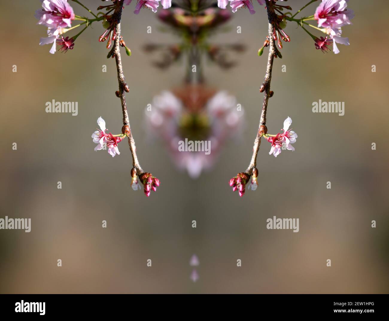 Kirschblüten (Sakura) im Japanischen Freundschaftsgarten im Balboa Park, San Diego Südkalifornien. Stockfoto