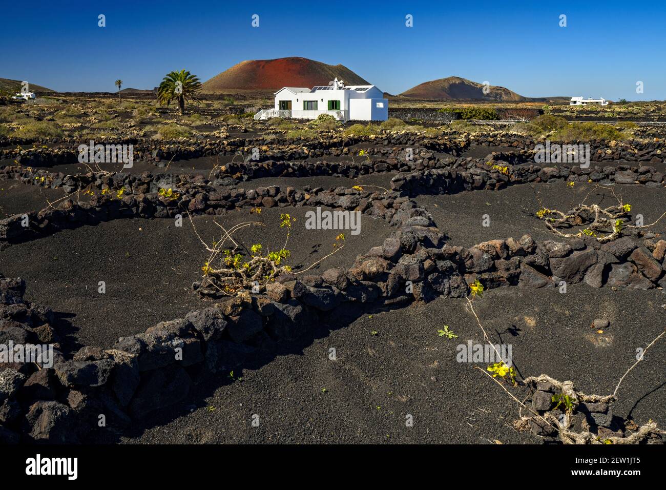 Spanien, Kanarische Inseln, Lanzarote, La Geria Weinland und Montana Colorada Vulkane Stockfoto
