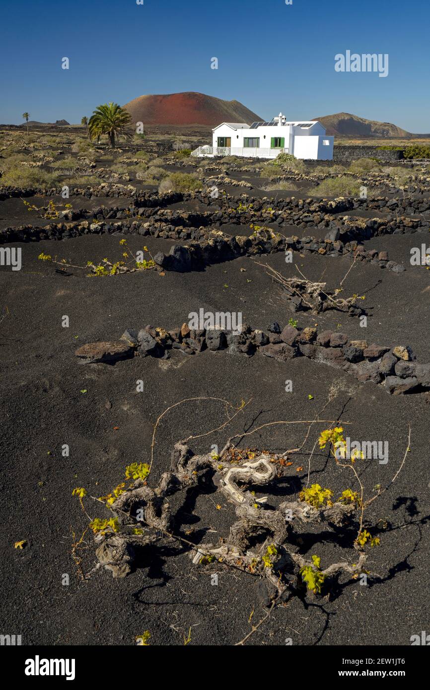 Spanien, Kanarische Inseln, Lanzarote, La Geria Weinland und Montana Colorada Vulkane Stockfoto