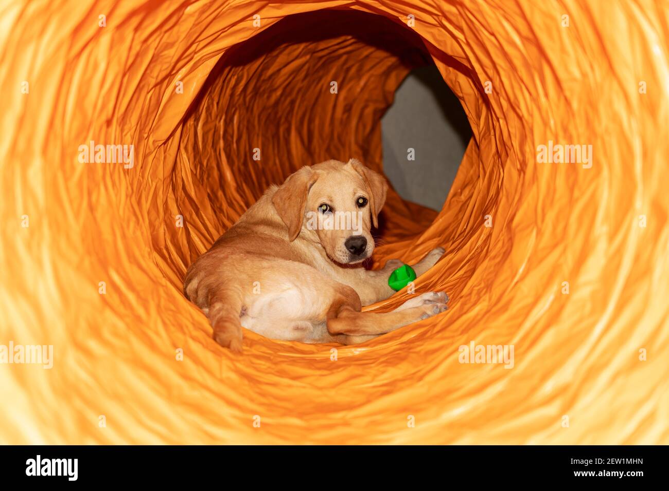 Zwei süße Labrador Welpen spielen in einem orangefarbenen Spieltunnel Stockfoto