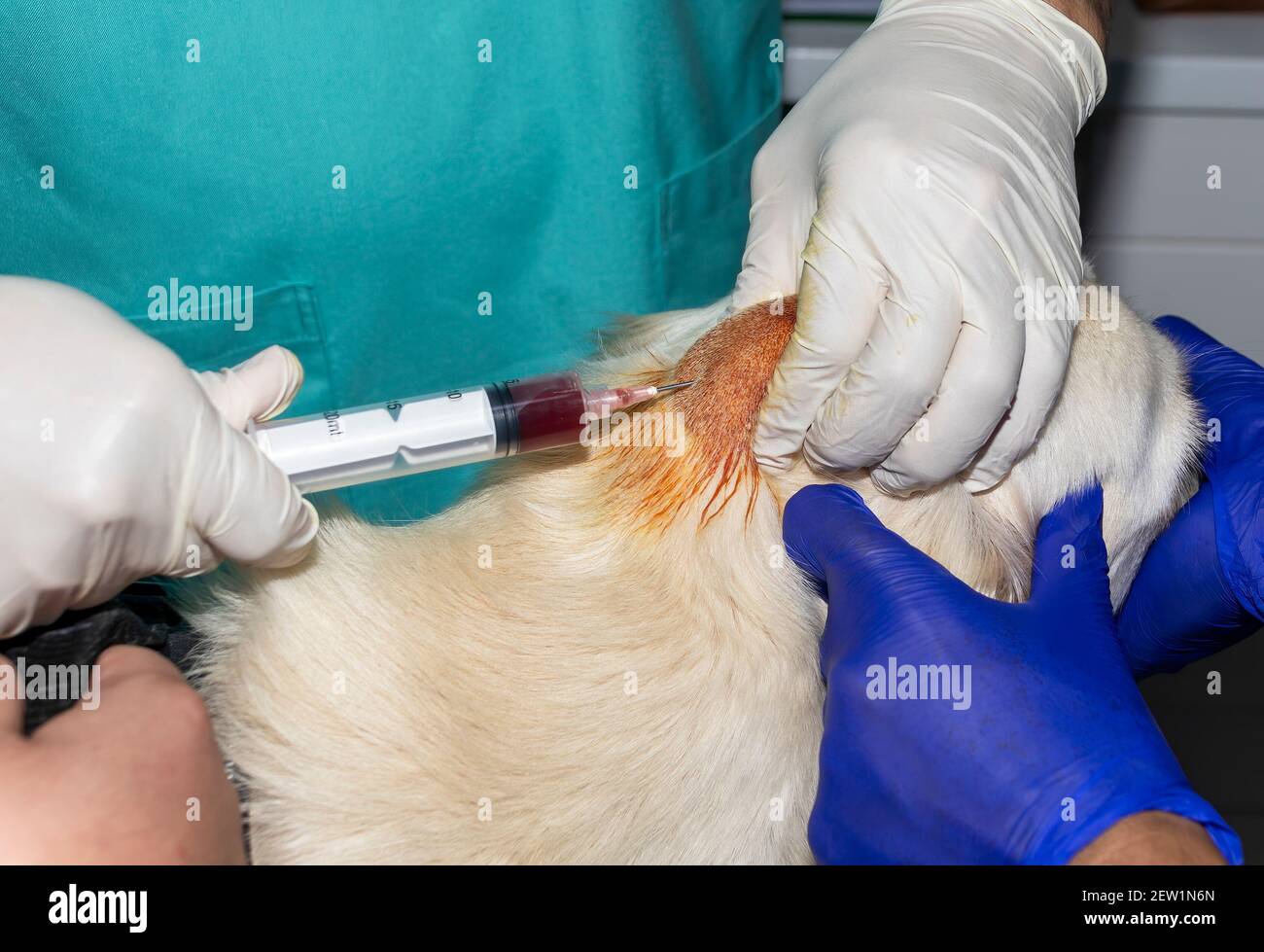 Ein erfahrener Tierarzt entwässert einen Abcess auf dem Kopf Ein Golden Retriever Hund Stockfoto