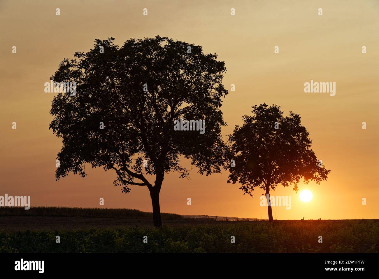Frankreich, Bas Rhin, Hunspach, beschriftet Les Plus Beaux Villages de France (die schönsten Dörfer Frankreichs), Sonnenuntergang auf einem Obstgarten Stockfoto
