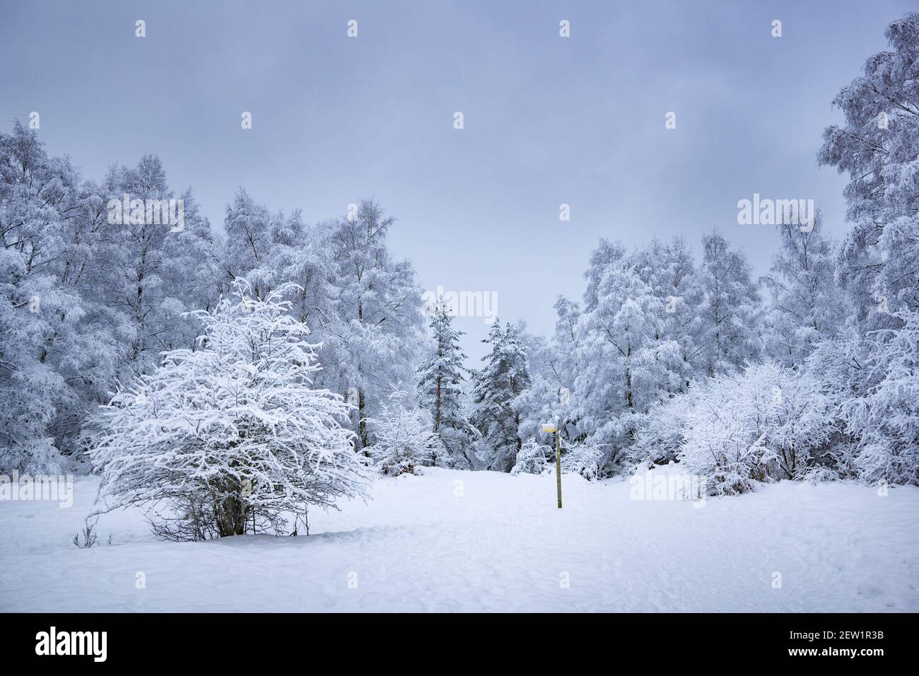 Frankreich, Puy de Dome, Orcines, regionaler Naturpark der Vulkane der Auvergne, die Chaine des Puys, von der UNESCO zum Weltkulturerbe erklärt, schneebedeckter Vulkan Puy Pariou Stockfoto