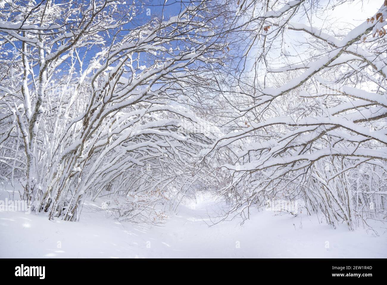 Frankreich, Puy de Dome, Orcines, regionaler Naturpark der Vulkane der Auvergne, die Chaine des Puys, von der UNESCO zum Weltkulturerbe erklärt, schneebedeckter Vulkan Puy Pariou Stockfoto