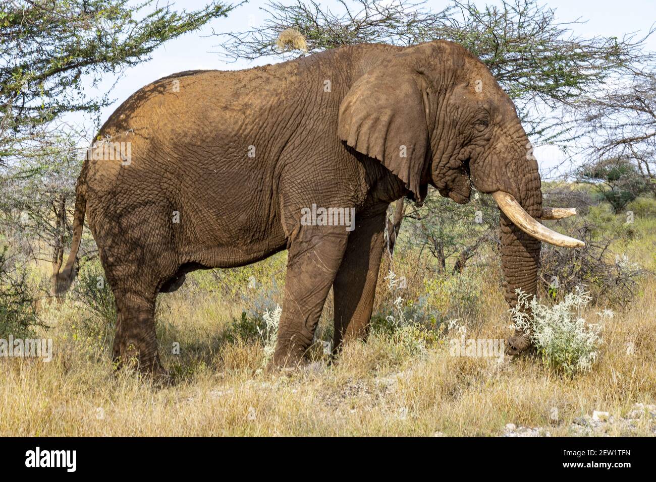 Kenia, Samburu National Reserve, African Elephant (Loxodonta africana), männliche Ernährung Stockfoto