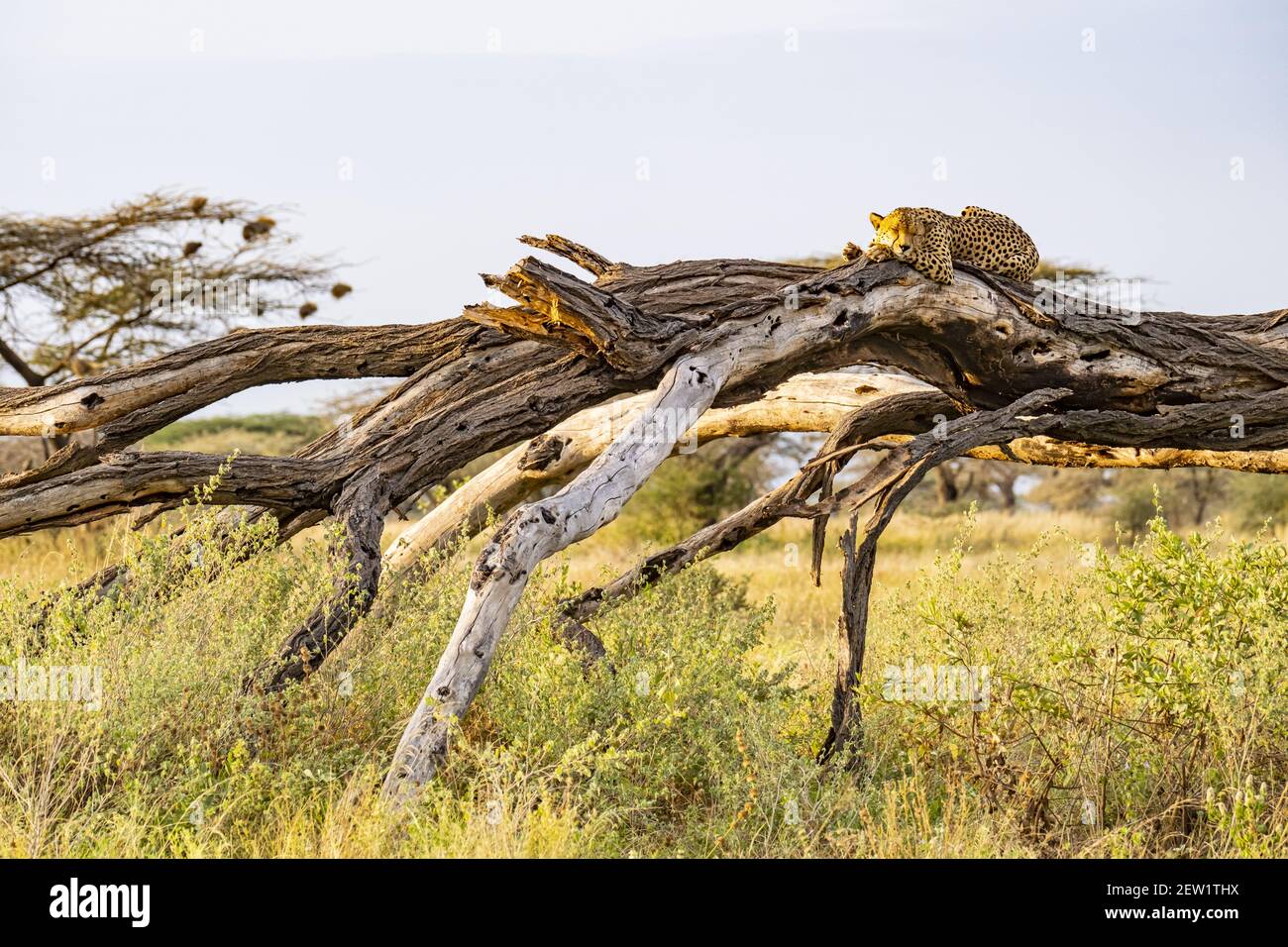 Kenia, Samburu National Reserve, Gepard (Acinonyx jubatus), auf der Suche Stockfoto