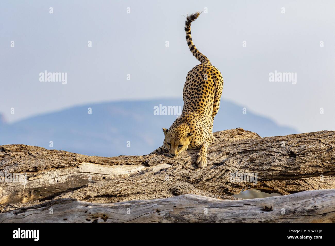 Kenia, Samburu National Reserve, Gepard (Acinonyx jubatus), riecht die Markierungen Stockfoto