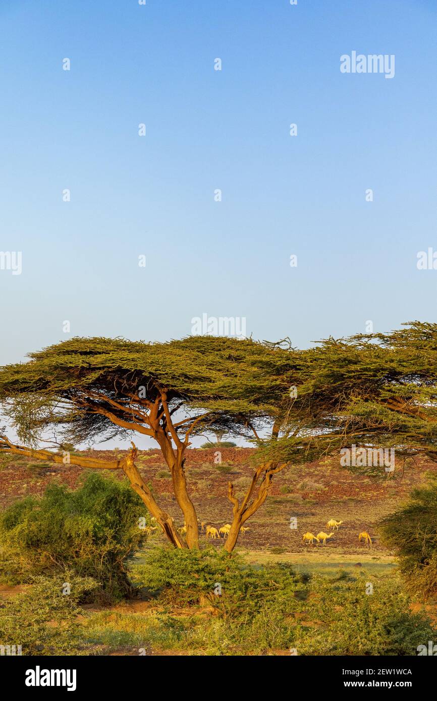 Kenia, Marsabit-Viertel, Umgebung des Turkana-Sees, Dromedare in einer Oase Stockfoto