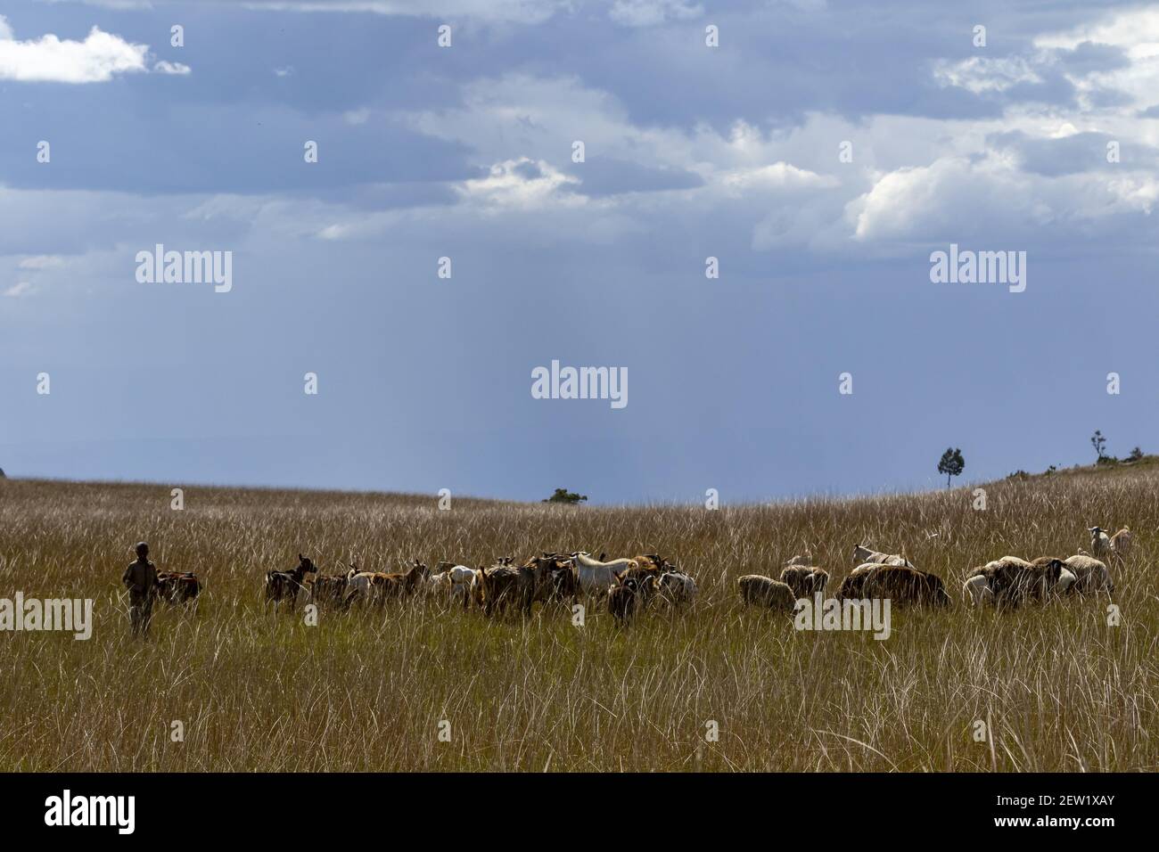 Kenia, Maralal Region, Kinderhüte Ziegen Stockfoto