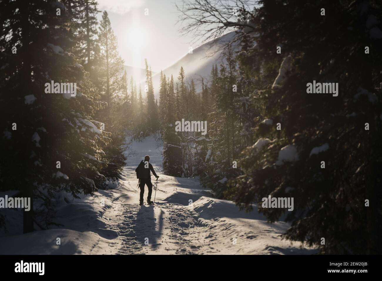 Finlande, Lappland, Kittila, Schneeschuhwanderung in der Taiga des Pallas-Yllästunturi National Park Stockfoto