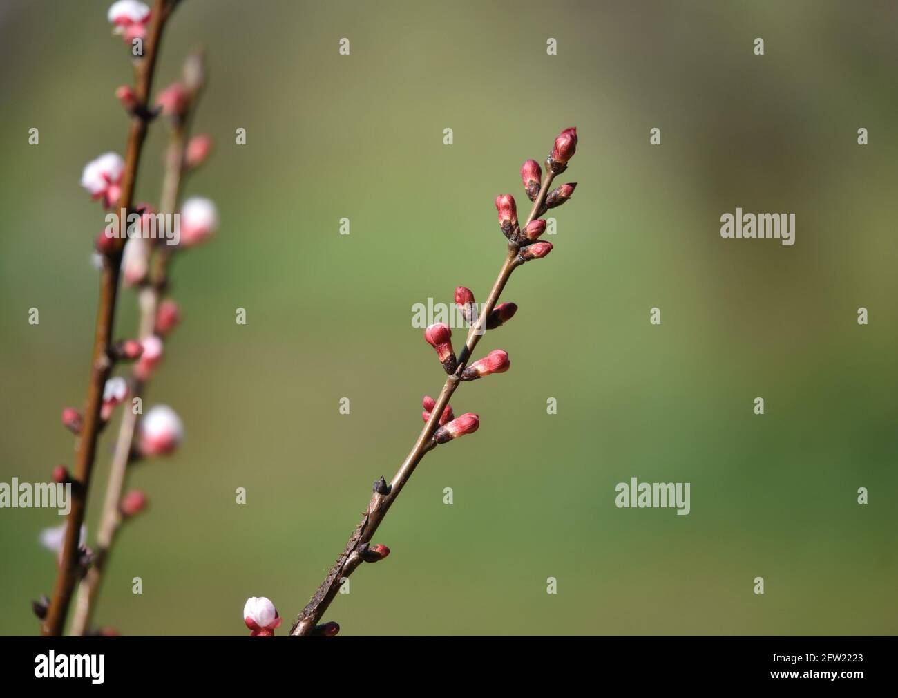 Kirschblüten (Sakura) im Japanischen Freundschaftsgarten im Balboa Park, San Diego Südkalifornien. Stockfoto