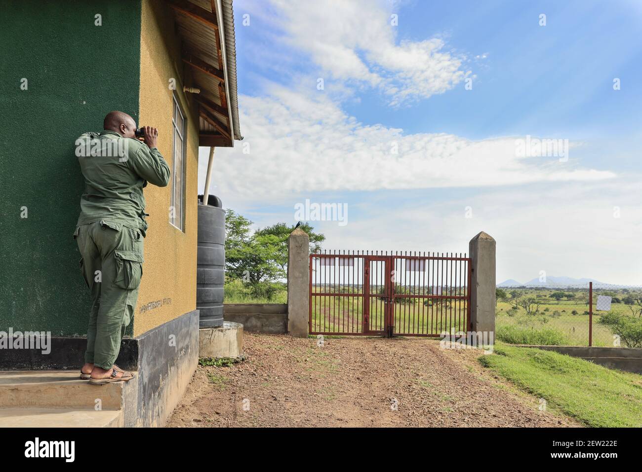 Tansania, Serengeti National Park, Ikoma in Einheit K9 Park, Ranger haben immer ein Fernglas praktisch, um Tiere zu beobachten, Elefanten, Hyänen, Büffel, viele wilde Tiere nähern sich dem Gehege der Hundeeinheit jeden Tag Stockfoto