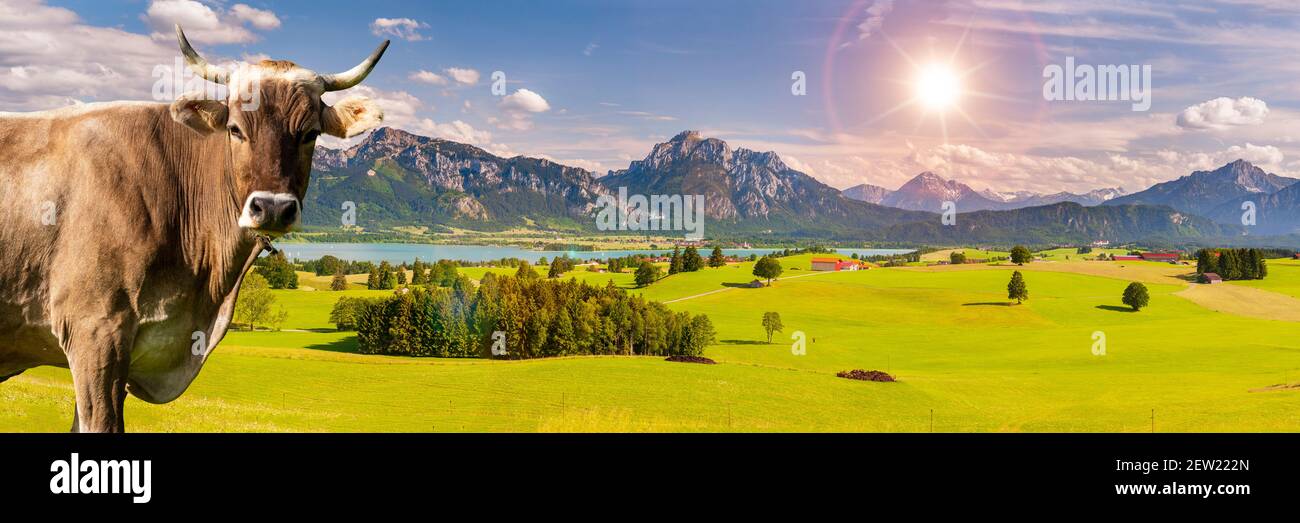 Panoramalandschaft in Bayern im Frühling mit Kuh auf Wiese Stockfoto