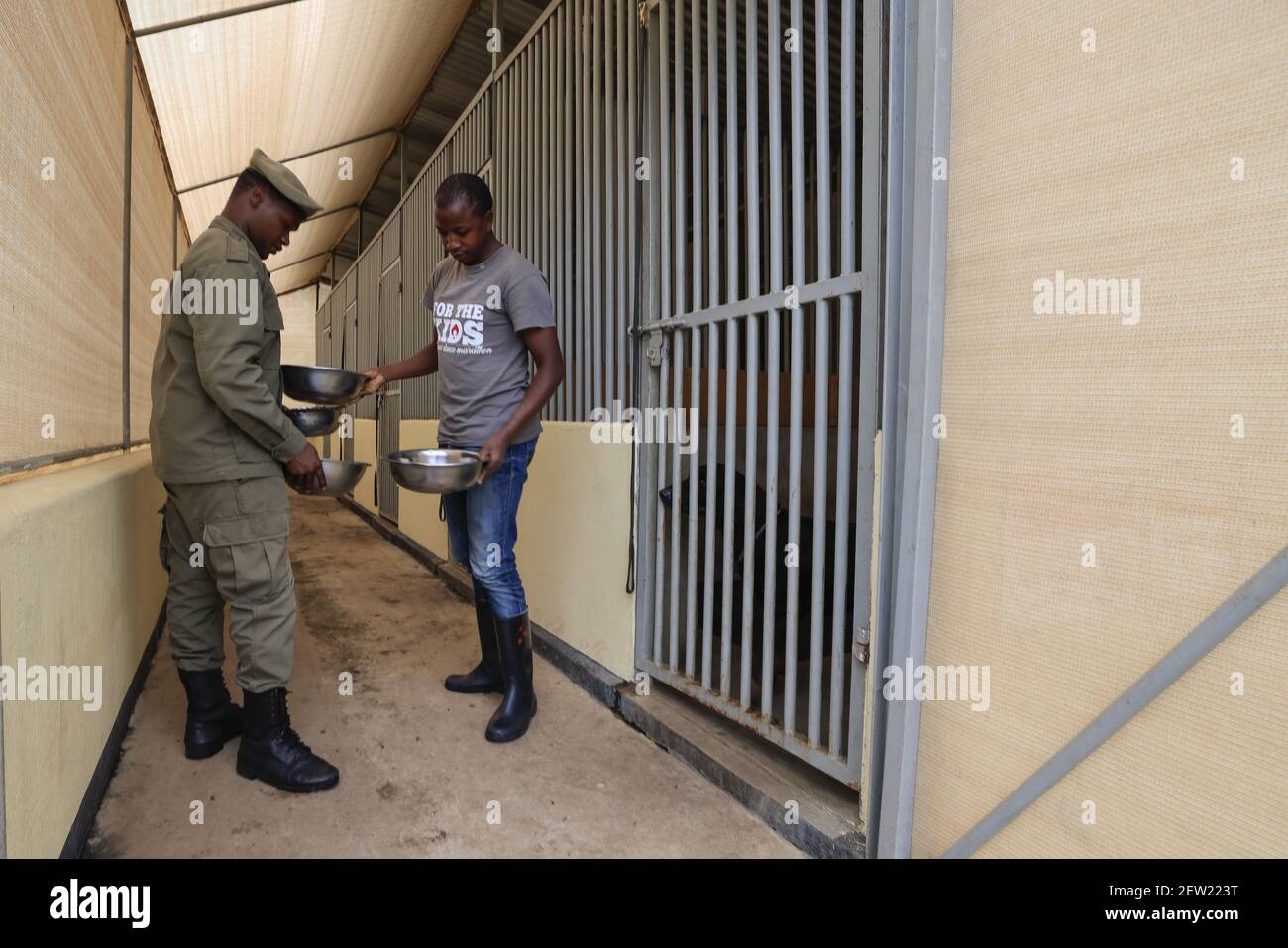 Tansania, Hundeeinheit von Ikoma, in diesem ganz besonderen Zwinger, sind 4 Anti-Wilderhunde untergebracht, betreut und trainiert, das sind die Anti-Wilderhunde des Serengeti Nationalparks, einige Hunde sind Teil des Nationalparkteams, Andere sind Teil der NGO Honeyguide Programm, das die ersten Anti-Wilderhunde in sensiblen Bereichen eingeführt, sie werden einmal am Tag gefüttert, am Ende des Tages Stockfoto