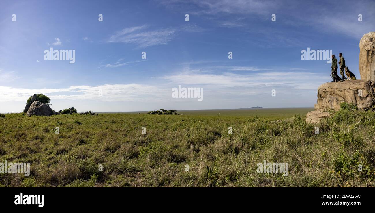 Tansania, Serengeti National Park, Gol Kopje, Gol Kopje ist ein holländischer Name, der kleinen Kopf bedeutet und sich auf die Granitblöcke bezieht, die das Plateau schmücken, die Kopje sind der bevorzugte Lebensraum von Löwen, Leoparden und Hyänen, Und kann nur mit Park Rangers gewagt werden die Rangers und Hunde der Einheit K9 sind auf Patrouille, um die Weite des Plateaus (1500 m über dem Meeresspiegel) zu beobachten Stockfoto