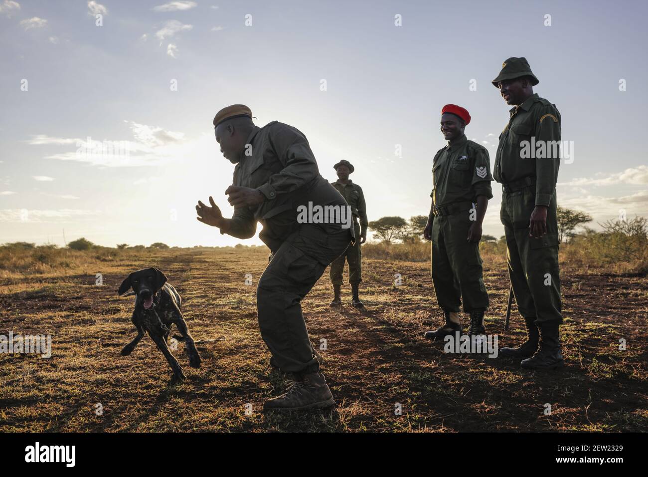 Tansania, Manyara Ranch, WMA (Wildlife Management Area), die Anti-Wilderei Hund Thomas in der Ausbildung bei Sonnenaufgang, begleitet von 4 Handler, Es ist Ema, der Leiter der K9 Ausbildung, die ihm die Morgenübungen bietet, die K9 Formation (ausgesprochen kay-neun, durch Analogie zu Hund Einheit) Ist eine Hundeeinheit, die auf die Wilderei spezialisiert ist Stockfoto
