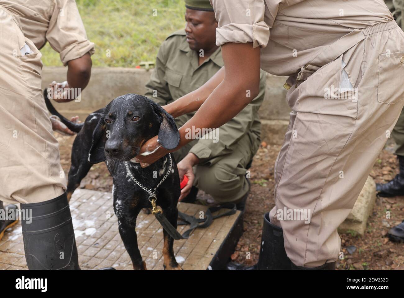 Tansania, Ikoma Hundeeinheit, wo die Anti-Wilderhunde des Serengeti Parks versammelt sind, Es ist Samstag, Badetag für Thor, den jüngsten Anti-Wilderhund, und der einzige, der gerne in der Dusche ist Stockfoto