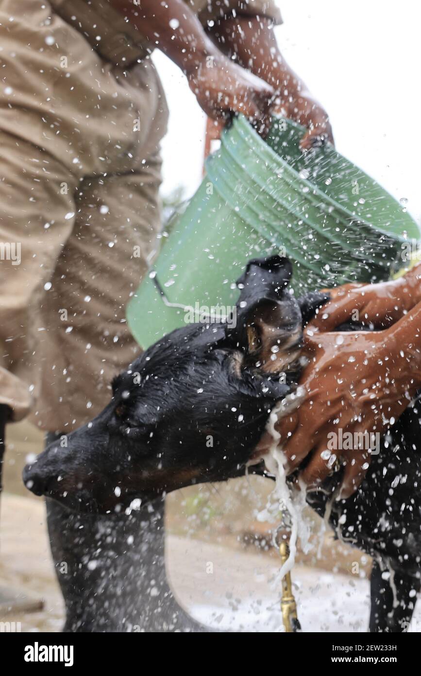 Tansania, Ikoma Hundeeinheit, wo die Anti-Wilderhunde des Serengeti Parks versammelt sind, Es ist Samstag, Badetag für Thor, den jüngsten Anti-Wilderhund, und der einzige, der gerne in der Dusche ist Stockfoto