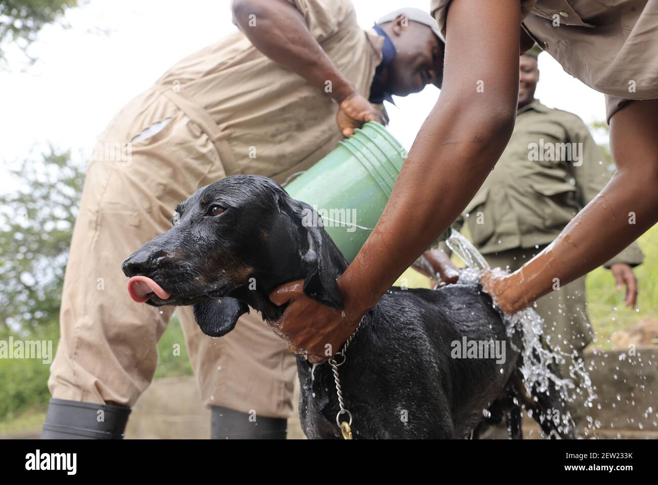 Tansania, Ikoma Hundeeinheit, wo die Anti-Wilderhunde des Serengeti Parks versammelt sind, Es ist Samstag, Badetag für Thor, der jüngste Anti-Wilderhund, und der einzige, der gerne in der Dusche ganz gut ist, Stockfoto