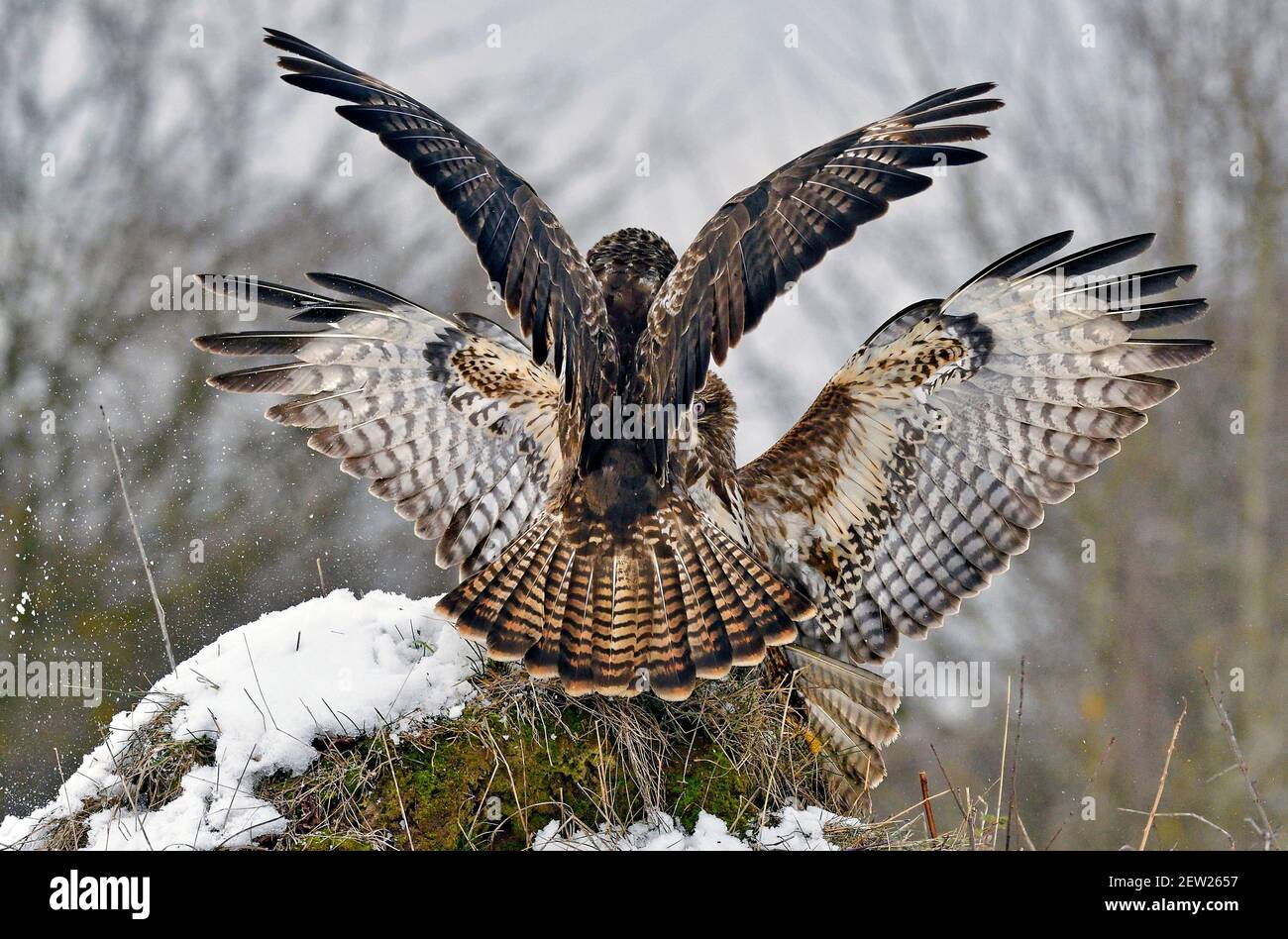 Frankreich, Doubs, Bussard (Buteo buteo), Winter, Schnee, Zusammenprall Stockfoto