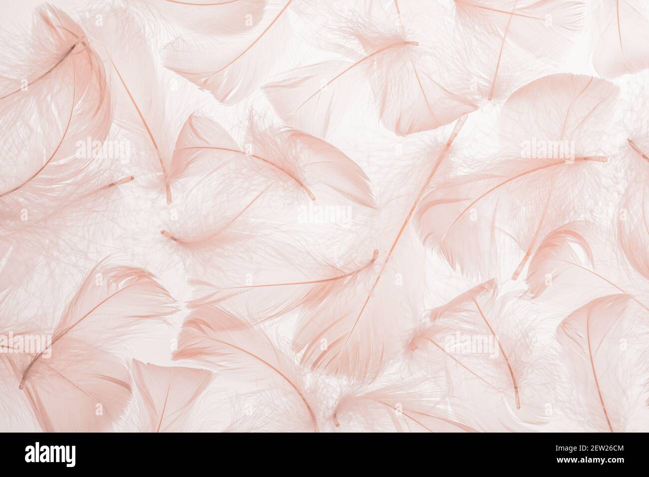 Pastellrosa Federn Textur Hintergrund Stockfoto