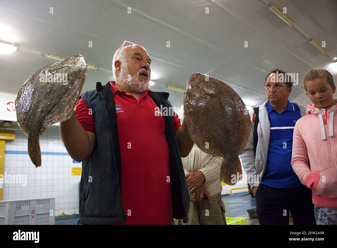 Frankreich, Finistère (29), Pays Bigouden, Le Guilvinec, Premier Port de pêche artisanale de France, 6h00 : Visite de la criée guidée par Philippe Lessard présentant un turbot (Scophthalmus maximus) et une barbue (Scophthalmus rhombus) Stockfoto