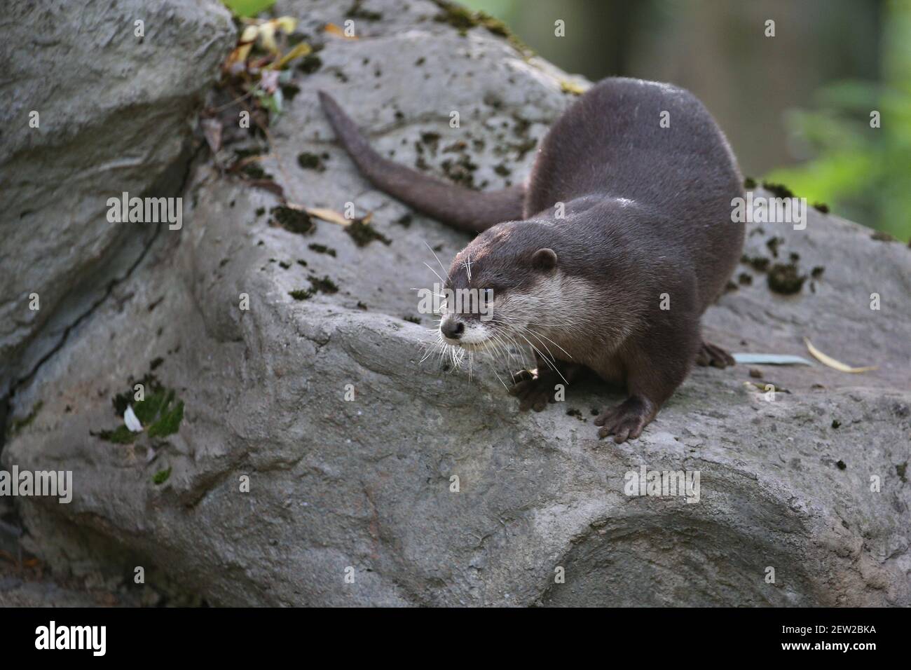 Asiatischer Kleinklatschotter im Naturlebensraum. Otter im Zoo während der Mittagszeit. Wilde Szene mit gefangengehaltenen Tier. Erstaunliche und verspielte Tiere. Aonyx Stockfoto