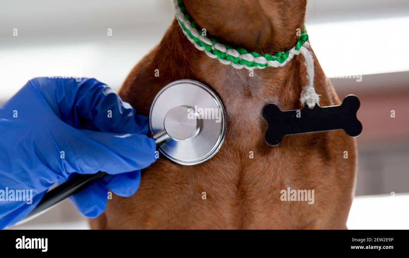 Das Tier wird von einem Tierarzt in einem Tierkrankenhaus untersucht. Stockfoto