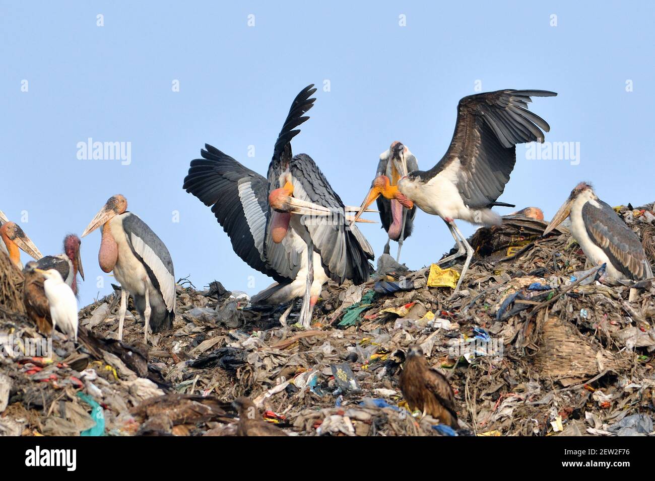 Große Adjutant Storchvögel sind in einem territorialen Kampf verwickelt Stockfoto