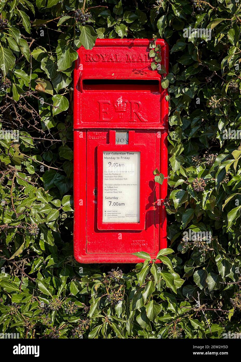Rote Briefkasten in Hecke, Heslington, York, Großbritannien Stockfoto