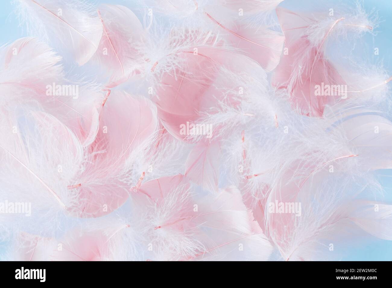 Hintergrund mit pastellrosa und blauen Federn Stockfoto