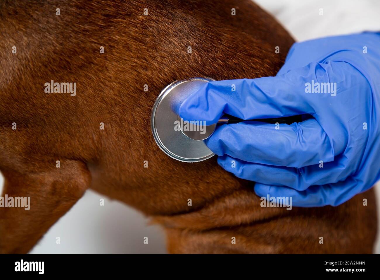Eine tierärztliche Hand in einem medizinischen Handschuh prüft das Tier mit einem Stethoskop. Stockfoto