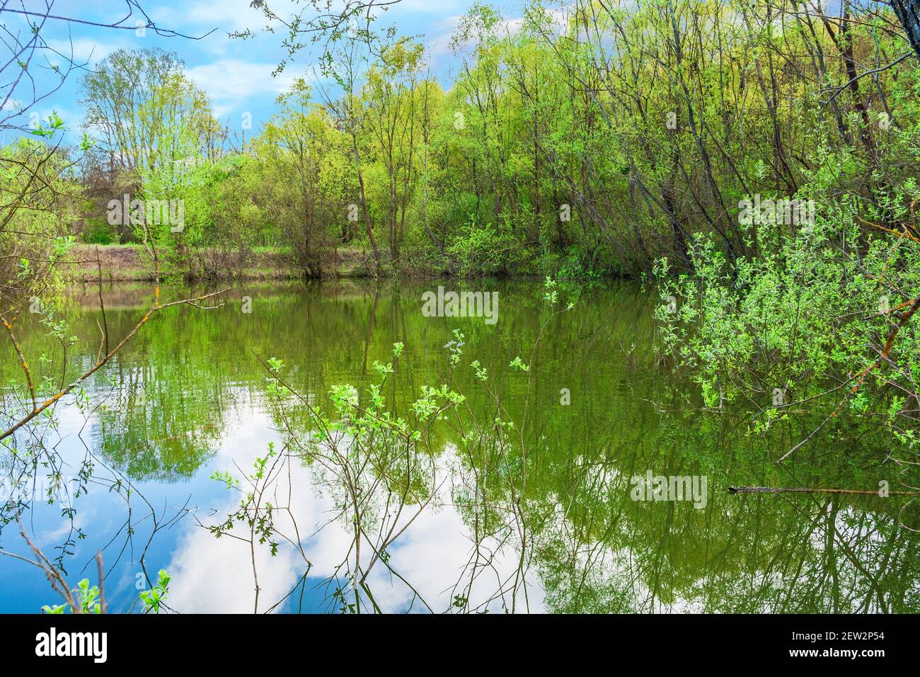 Ein kleiner schöner Teich im Wald Stockfoto
