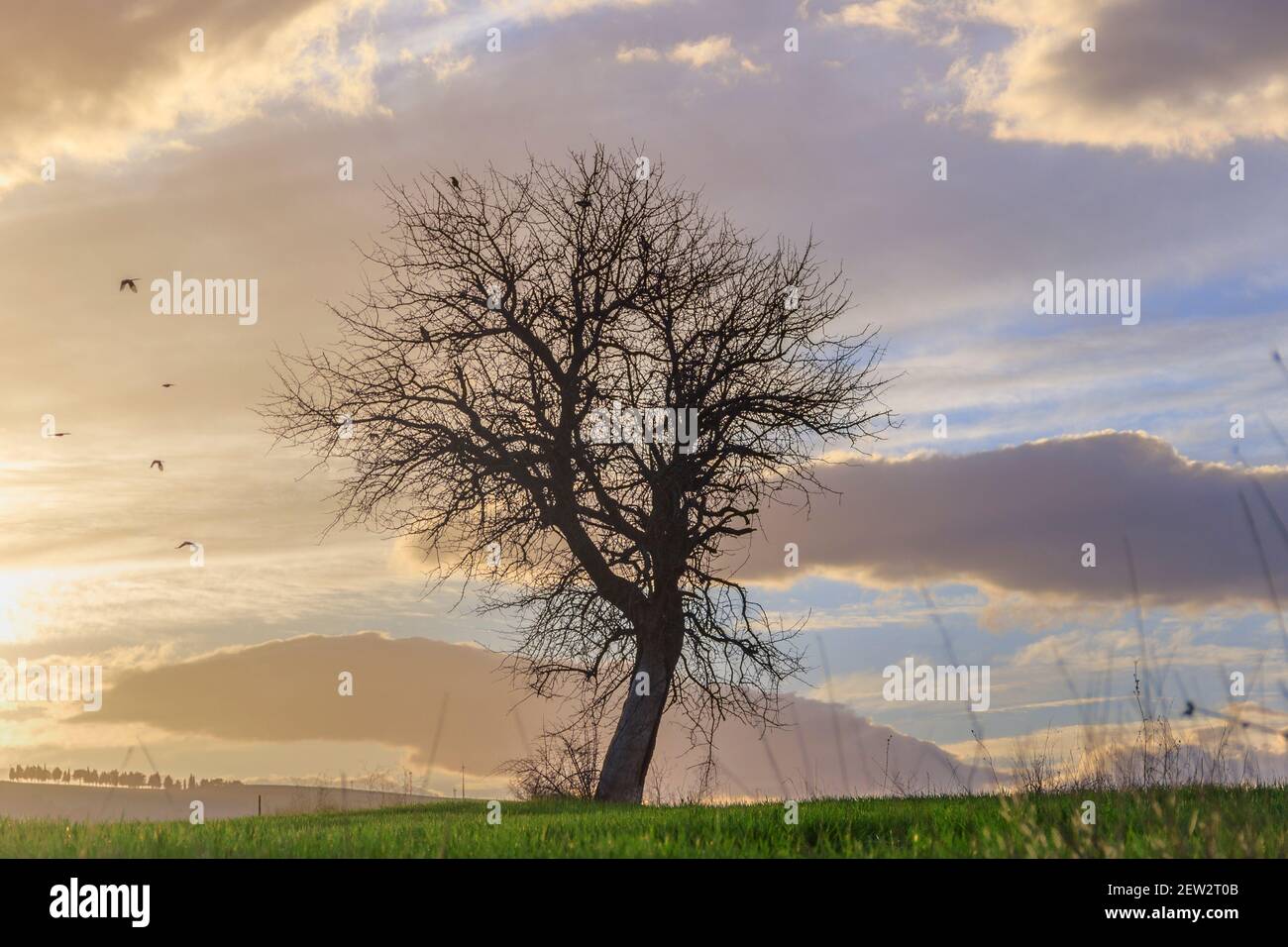 Hügelige ländliche Landschaft. Zwischen Apulien und Basilikata: Einsamer Baum, der von Wolken dominiert wird. Italien. Stockfoto