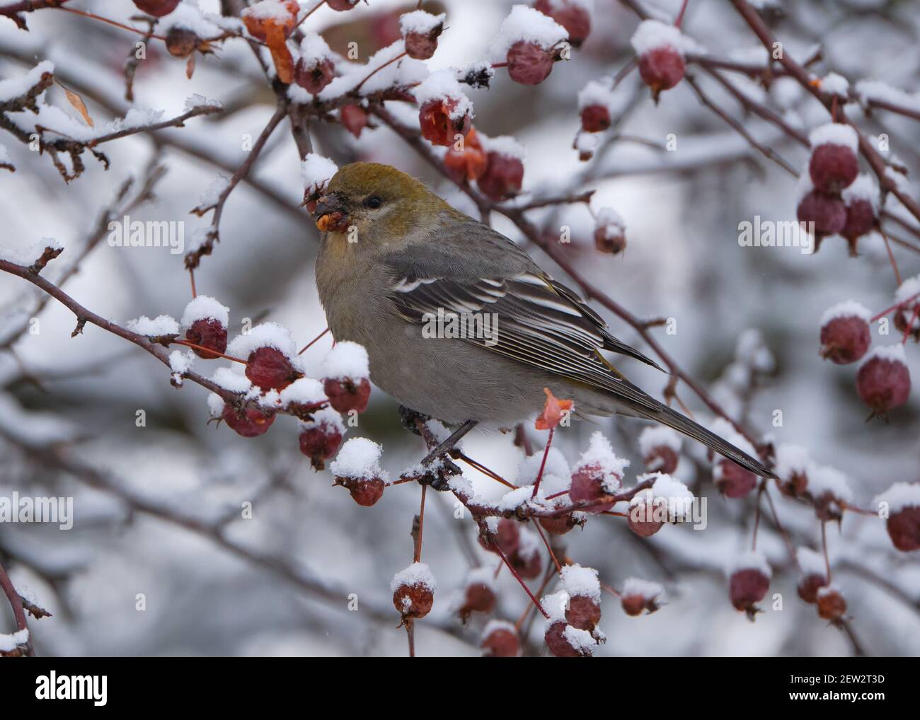 Pine Grosbeak, Pinicola enucleator, essen Beeren an einem Wintertag auf verschneiten Krabben Apfel Zweig thront Stockfoto