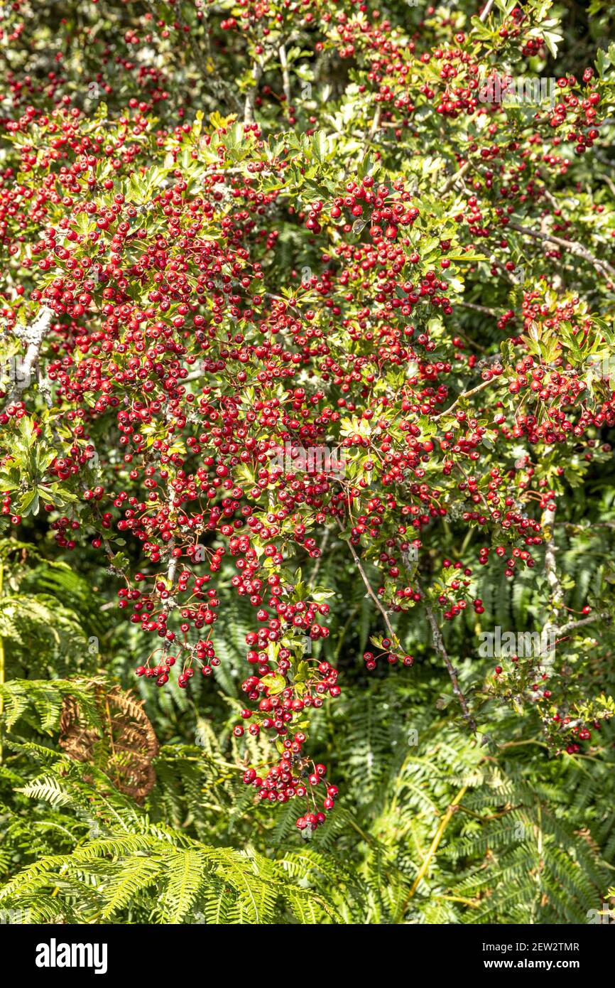 September auf Exmoor National Park - eine reiche Ernte von Haw Beeren im Frühherbst in der Nähe von Horner, Somerset UK Stockfoto