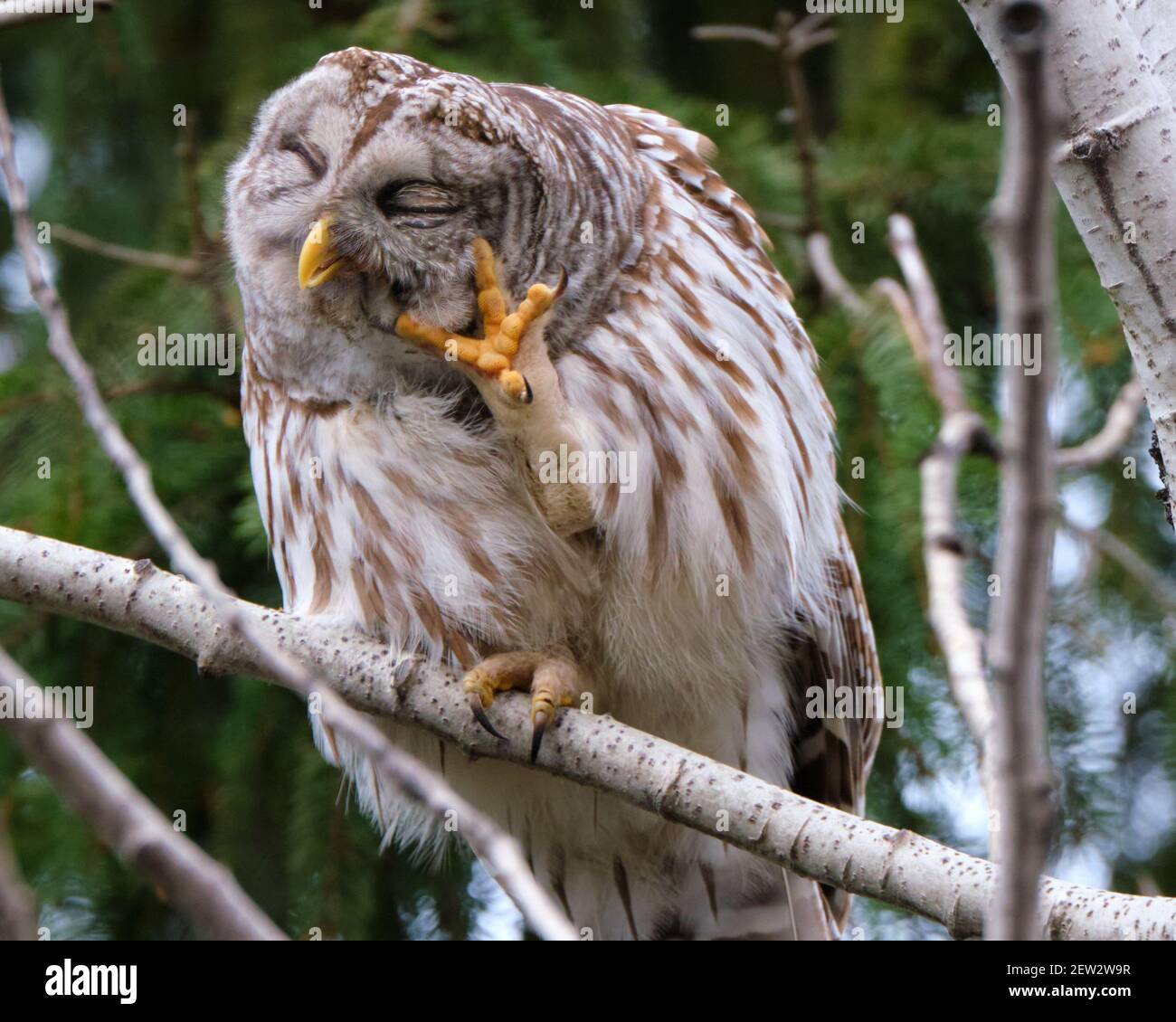 Barred Eule, Strix varia, auf einem hölzernen Zweig preening, kratzen Gesicht mit Talon Stockfoto