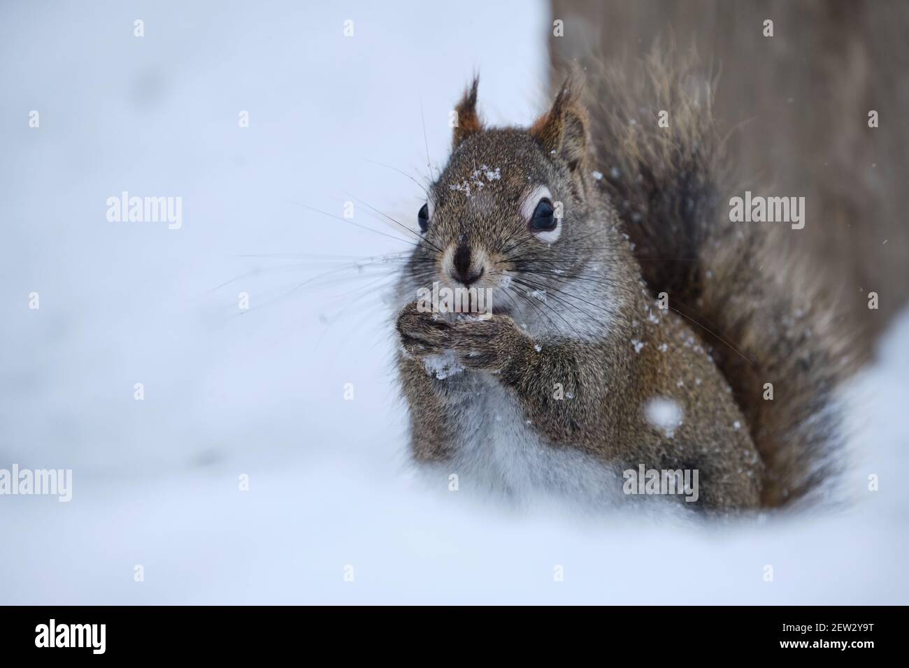 Eichhörnchen essen sitzen im Schnee während eines Wintersturms, volles Profil Stockfoto