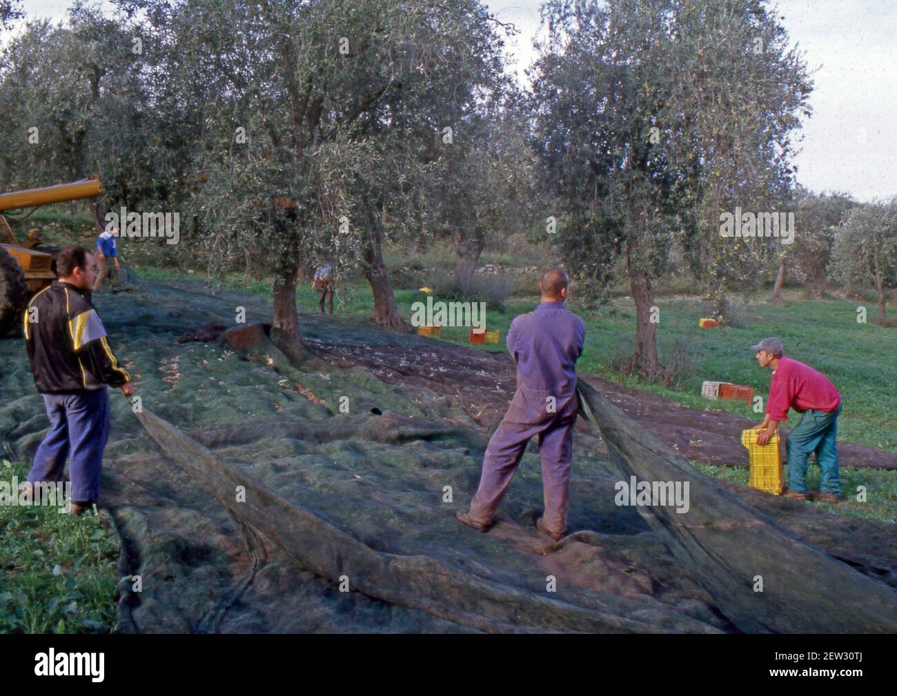 Olivenernte in der sardischen Landschaft in der Nähe von Sassari (Von Farbfolie gescannt) Stockfoto