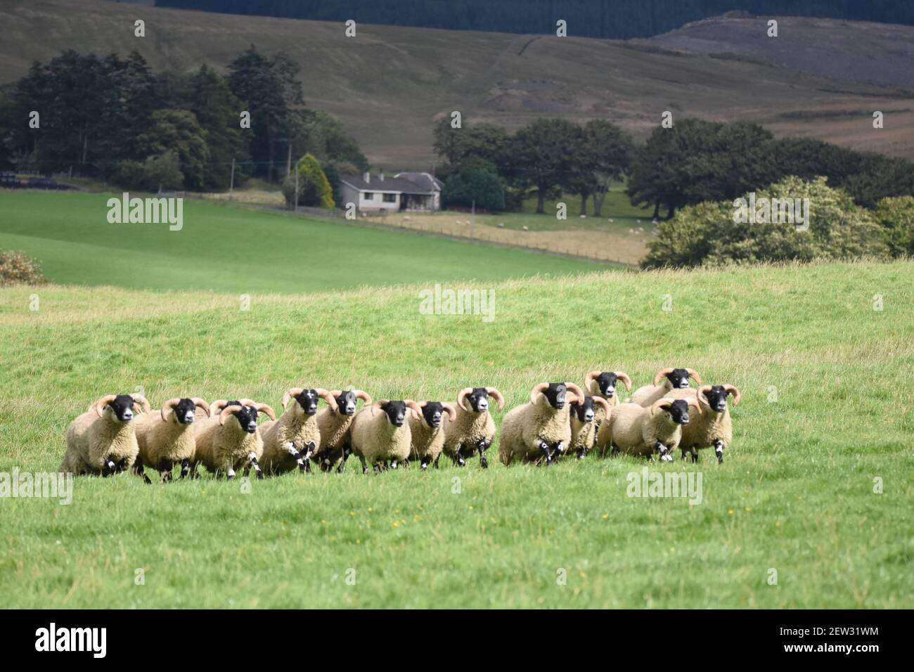 Scottish Blackface Schafe Stockfoto