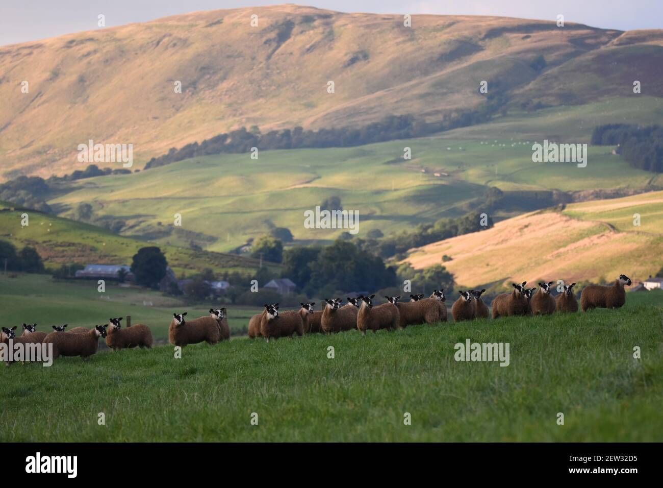 Scotch Mule Sheep, Marr Farm, Thornhill, Dumfries Stockfoto