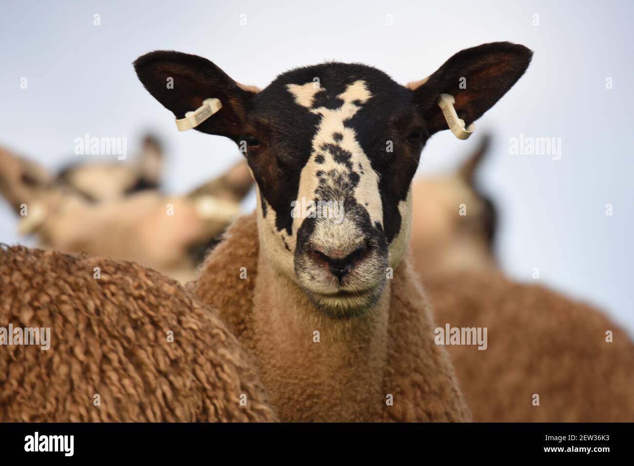 Scotch Mule Sheep, Marr Farm, Thornhill, Dumfries Stockfoto