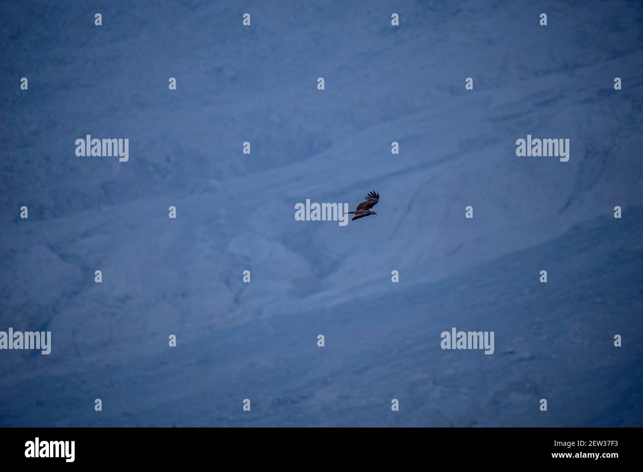 Karo, Indonesien. März 2021, 2nd. Die Adler sahen fliegen mit der Hintergrundes Spur der riesigen heißen Wolken des Sinabung Vulkans. Foto aus dem Plantagengebiet des Dorfes Sukanalu in Karo, Nord-Sumatra, Indonesien am 02. März 2021. Foto von Aditya Sutanta/ABACAPRESS.COM Quelle: Abaca Press/Alamy Live News Stockfoto