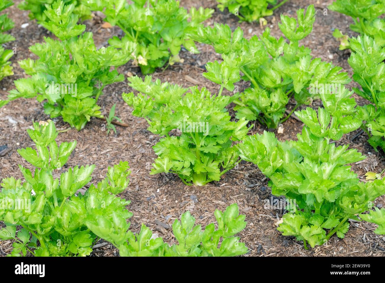 Apium graveolens var. dulce 'Lathom Self Blanching'. Sellerie „Lathom Self Blanching“. Reihen von jungen Pflanzen, die in einem Bett wachsen Stockfoto