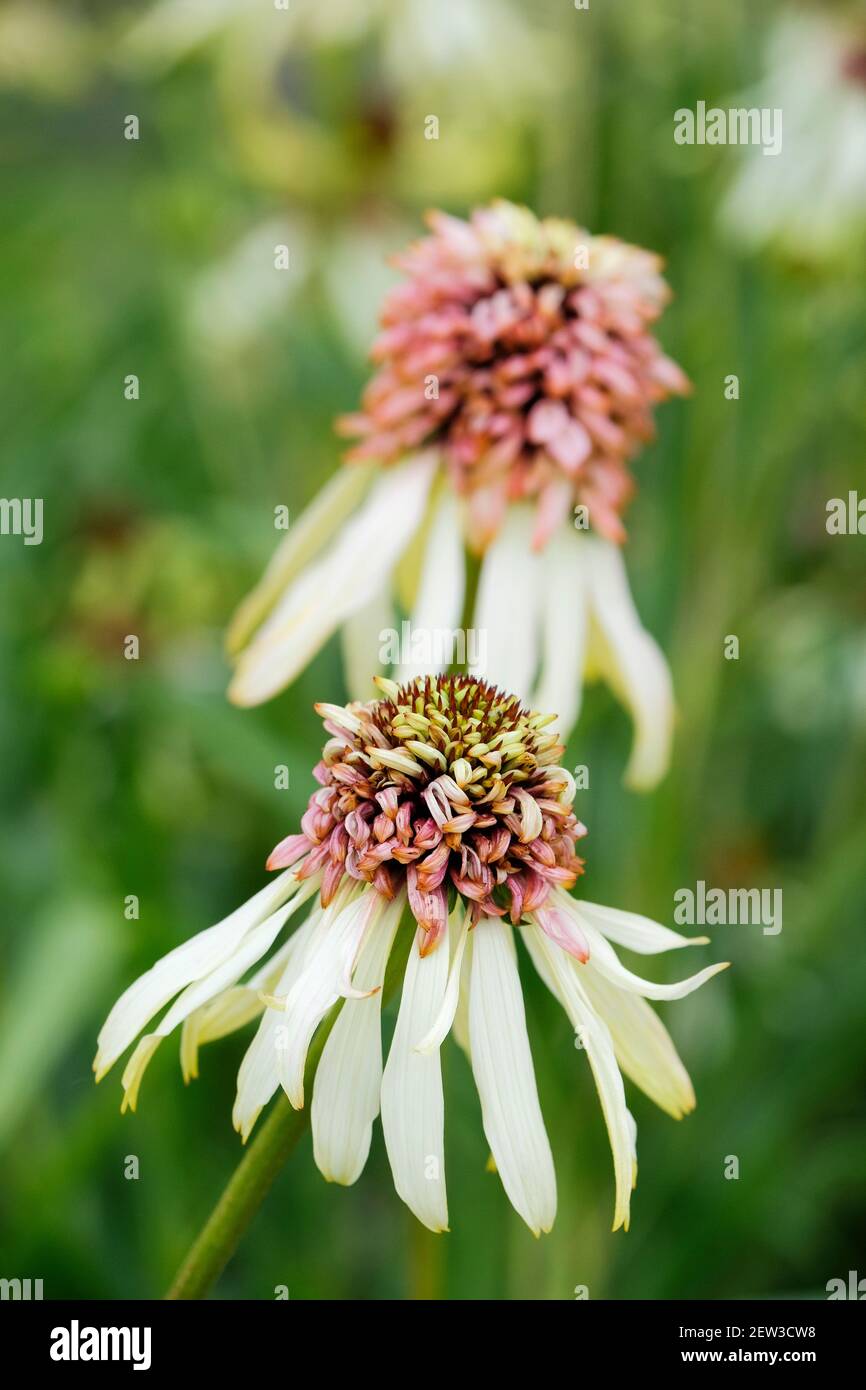 Cremig-weiße Blütenblätter, die einen doppelten, hellrosa Kegel umgeben - Echinacea 'strawberry shortcake'. Hybrid Coneflower 'Strawberry Shortcake'. Stockfoto