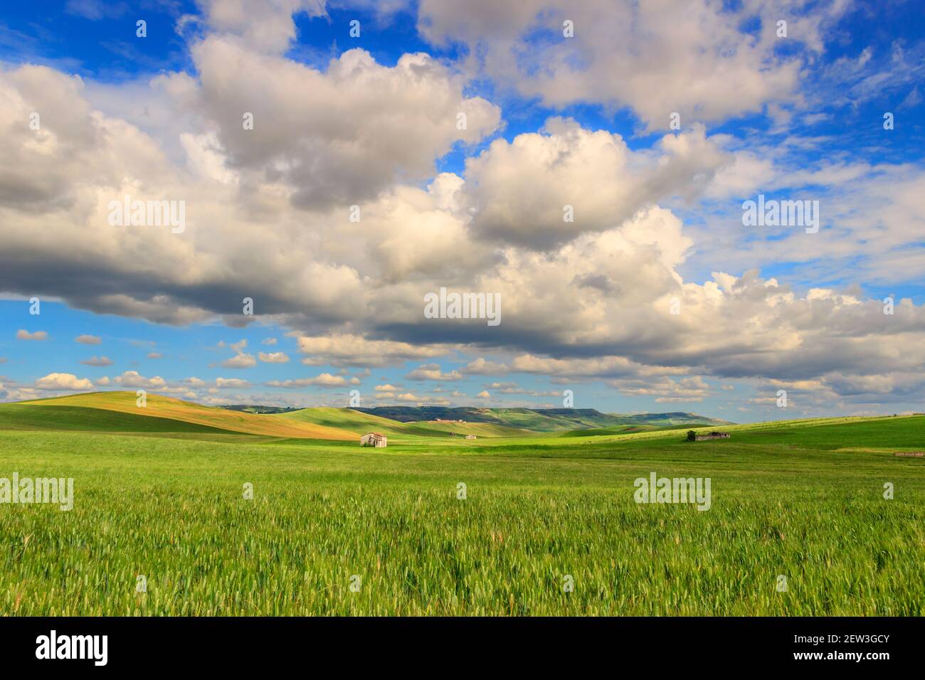 Frühling.Zwischen Apulien und Basilikata: Hügelige Landschaft mit grünen Kornfeldern.ITALIEN. Frühlingslandschaft mit unreifen Ähren aus Mais. Stockfoto