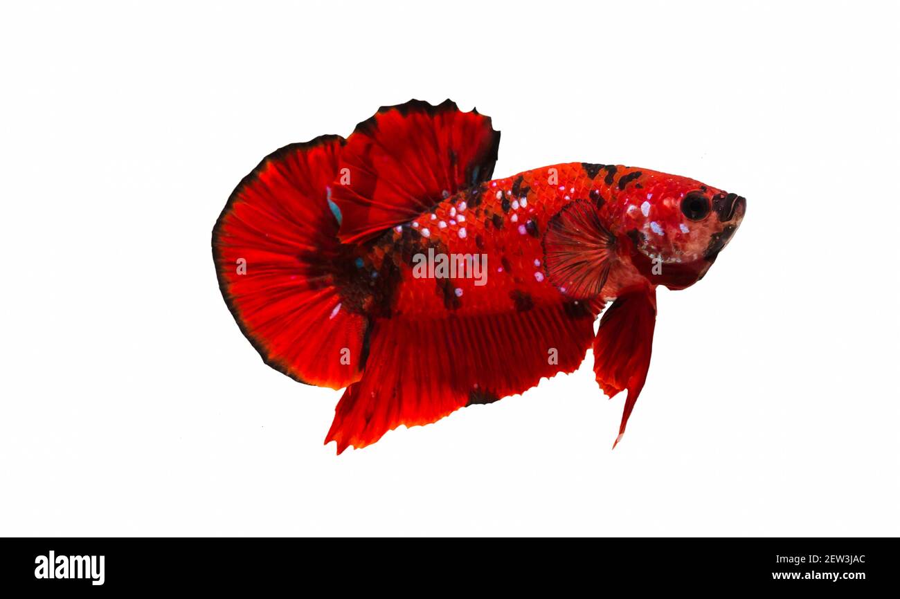 Betta oder Fight Fish sind in der Nahaufnahme wunderschön gefärbt und werden zum Backen von Bildern und Hintergrundbildern verwendet. Stockfoto