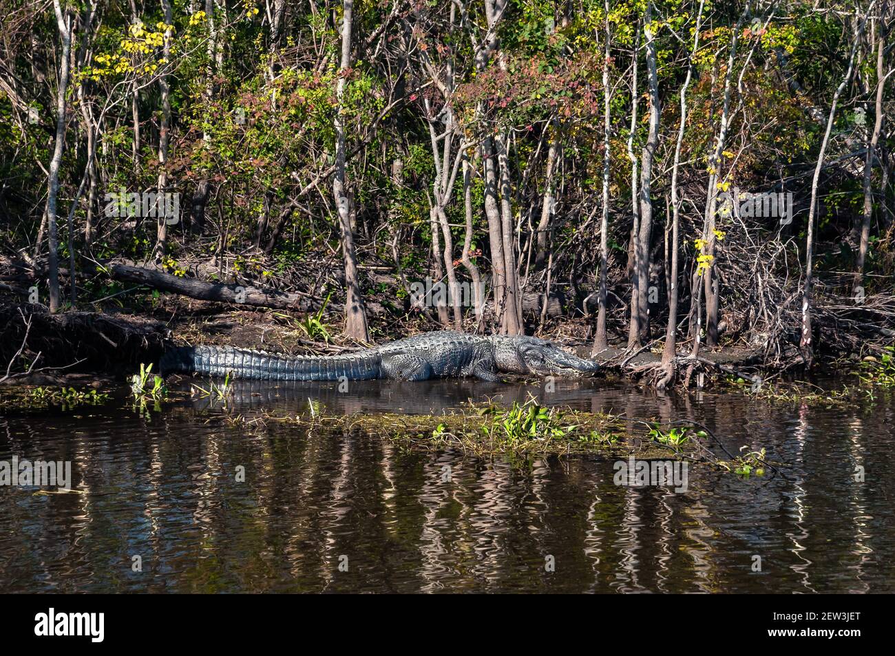 Alligatoren sind der König des Sumpfes, Jean Lafitte National Historical Park und Preserve, Louisiana, USA, Nordamerika, Stockfoto