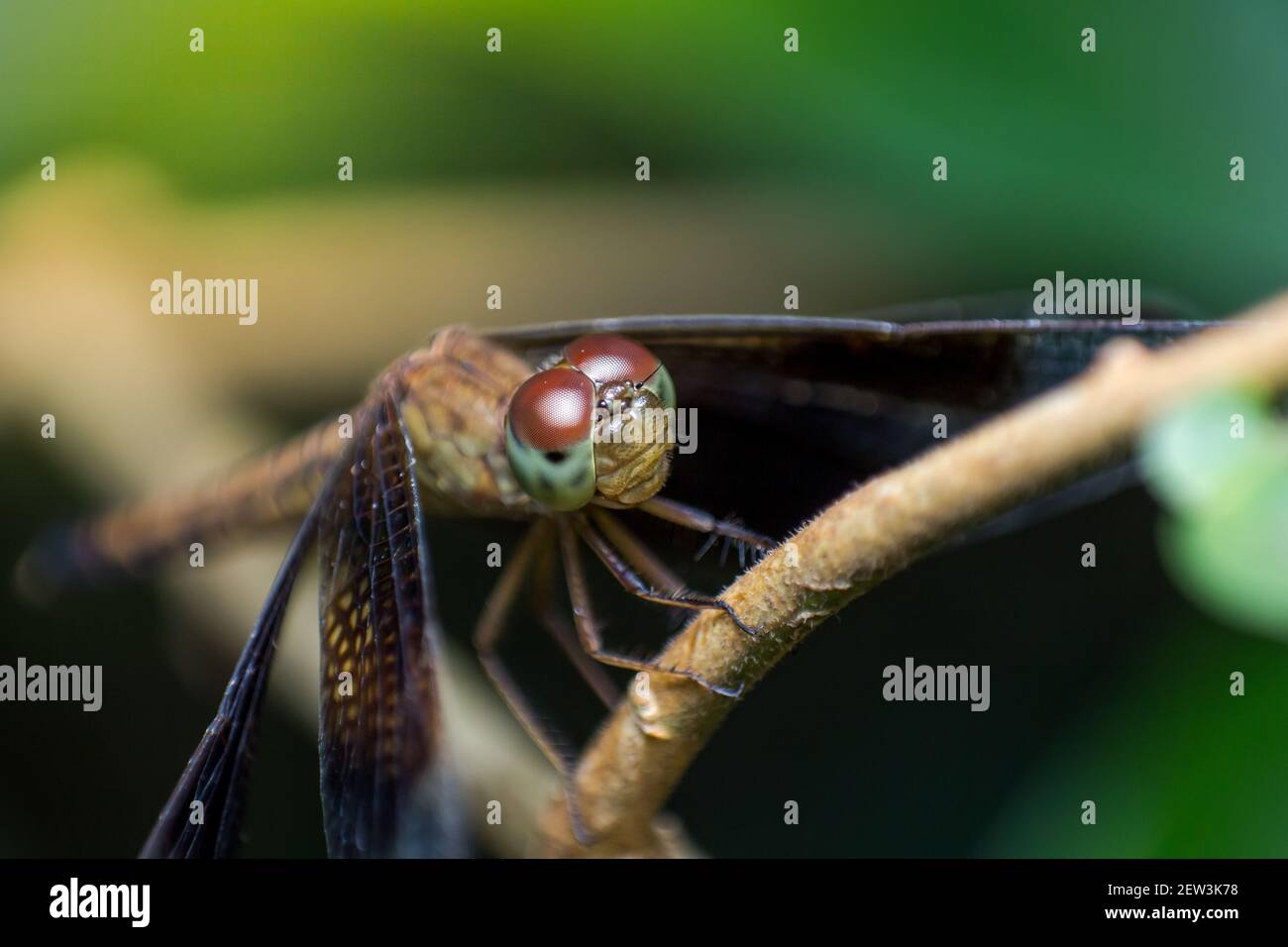 Schöne Naturbilder Libelle Zeige die Details des Kopfes Und die Augen sind erstaunlich Stockfoto